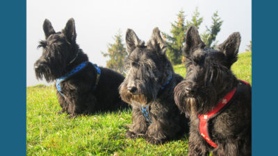 Scottish Terrier 10