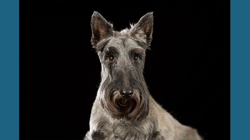 Scottish Terrier 11