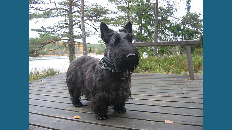 Scottish Terrier 12