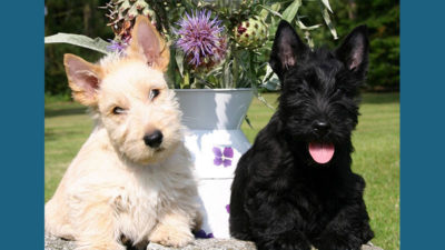 Scottish Terrier 13