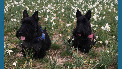 Scottish Terrier 14