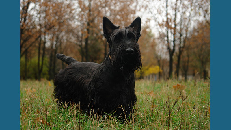 Scottish Terrier 2