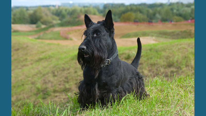 Scottish Terrier 3