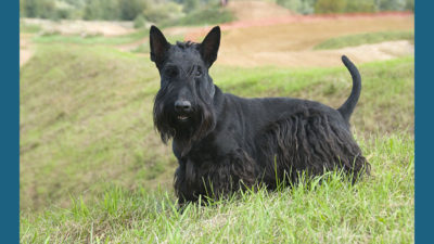 Scottish Terrier 4