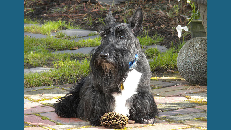 Scottish Terrier 5