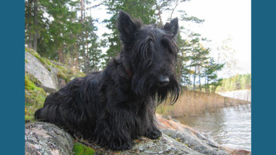 Scottish Terrier 6