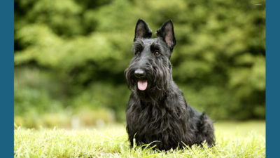 Scottish Terrier 7