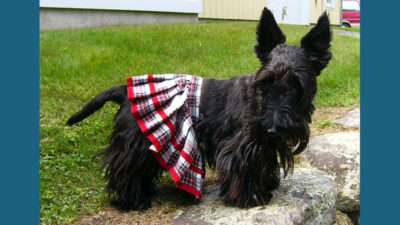 Scottish Terrier 9