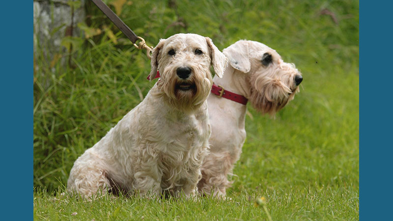 Sealyham Terrier 1