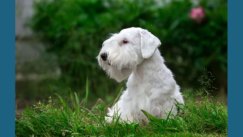 Sealyham Terrier 2