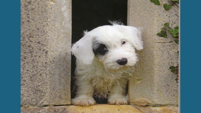 Sealyham Terrier 3