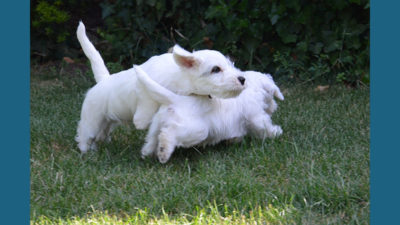 Sealyham Terrier 4