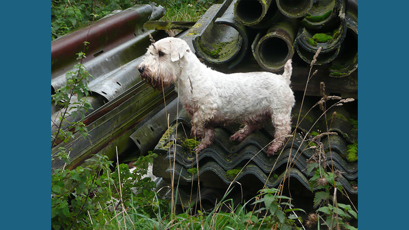 Sealyham Terrier 5