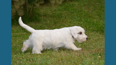 Sealyham Terrier 6