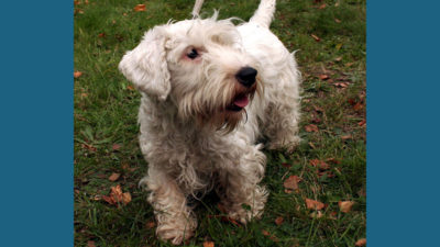 Sealyham Terrier 7