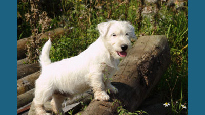 Sealyham Terrier 8