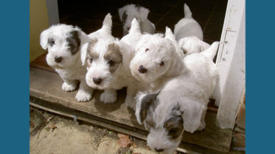 Sealyham Terrier 9