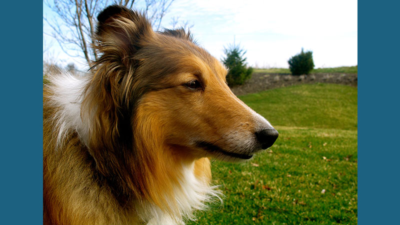 Shetland Sheepdog 1