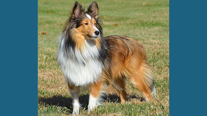 Shetland Sheepdog 10