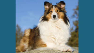 Shetland Sheepdog 11