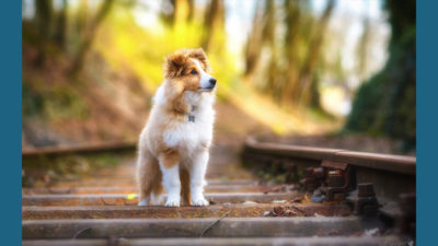 Shetland Sheepdog 12