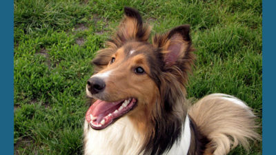 Shetland Sheepdog 13