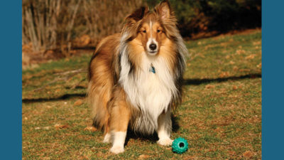 Shetland Sheepdog 14