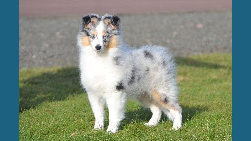 Shetland Sheepdog 15