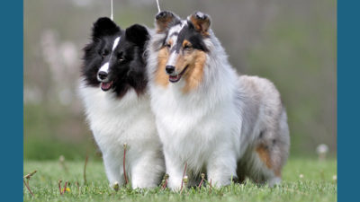 Shetland Sheepdog 16