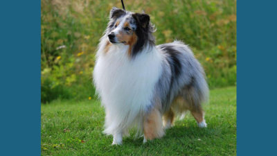 Shetland Sheepdog 2