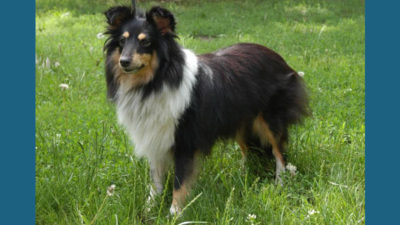 Shetland Sheepdog 3