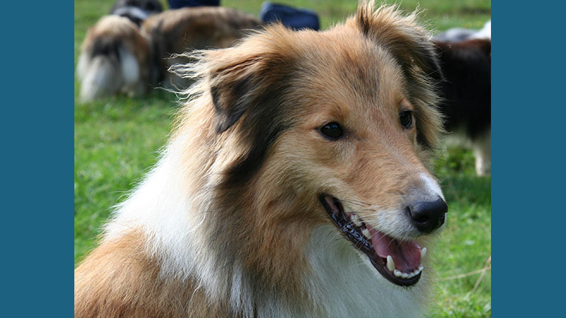 Shetland Sheepdog 4