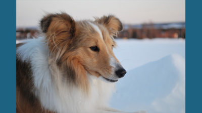 Shetland Sheepdog 5