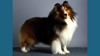 Shetland Sheepdog 6