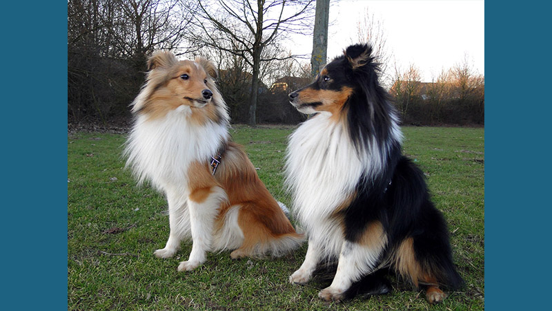 Shetland Sheepdog 7