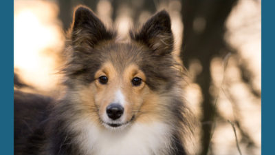 Shetland Sheepdog 8