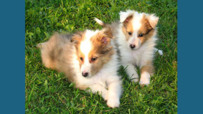 Shetland Sheepdog 9