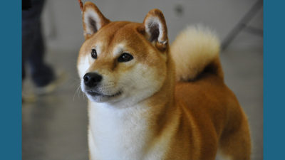 Shiba Inu 1