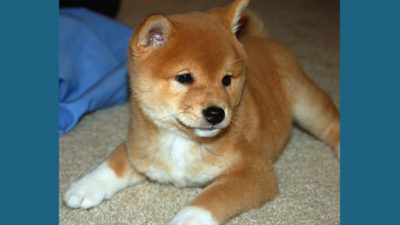 Shiba Inu 11