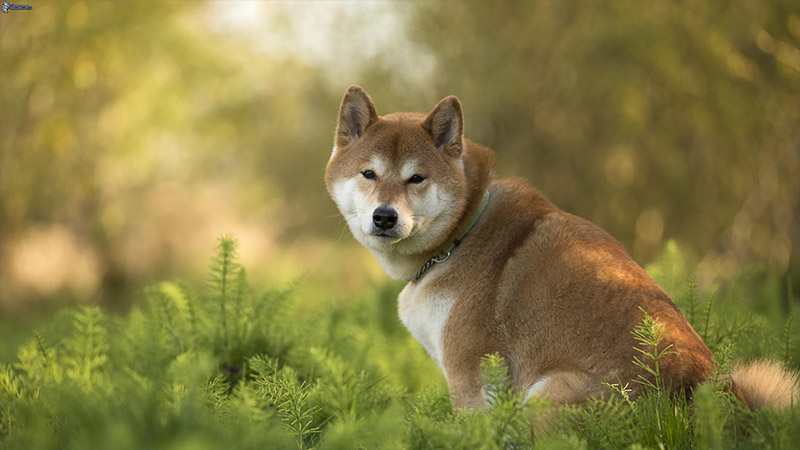 Shiba Inu 12