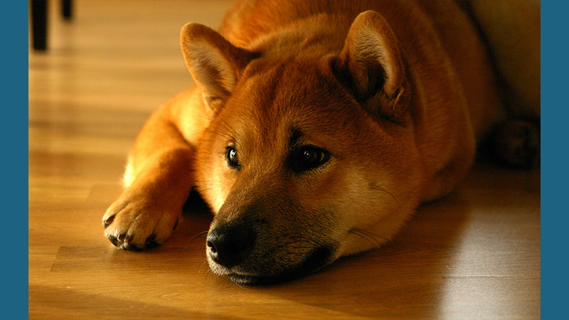 Shiba Inu 13