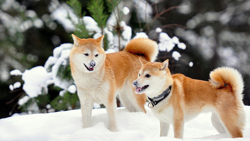 Shiba Inu 15