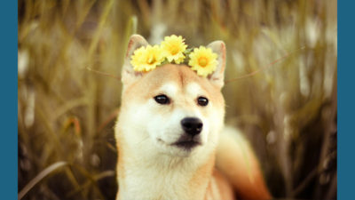 Shiba Inu 2