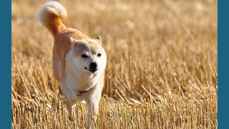 Shiba Inu 4