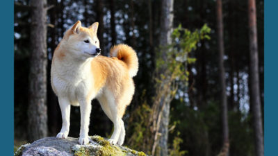 Shiba Inu 5