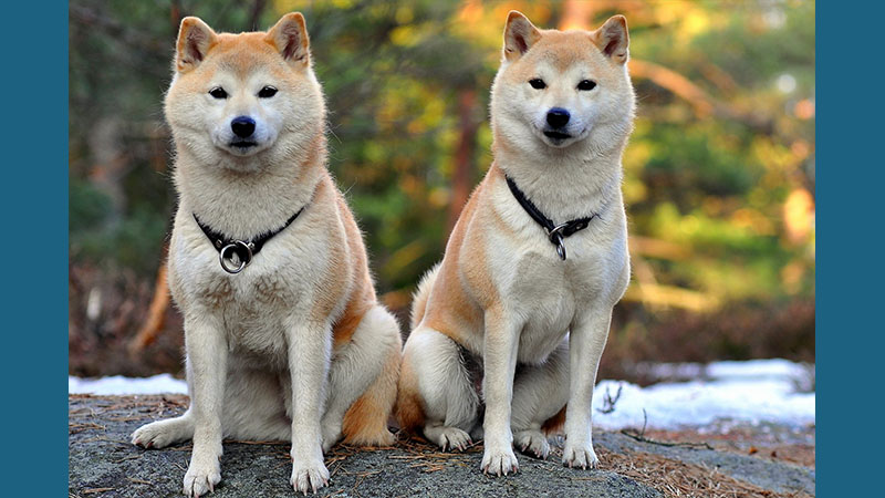 Shiba Inu 6