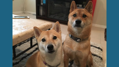 Shiba Inu 7