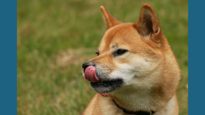 Shiba Inu 8