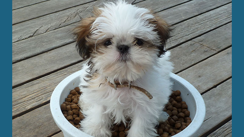 Shih Tzu 1