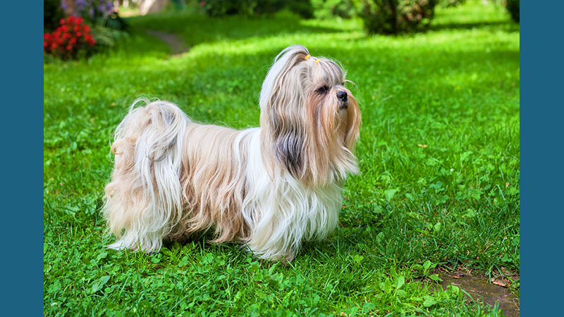 Shih Tzu 11